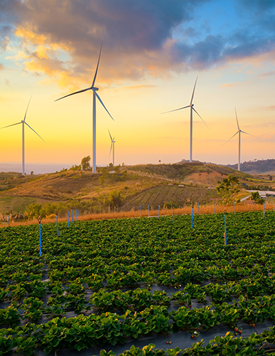 A field with many wind turbines in the background.