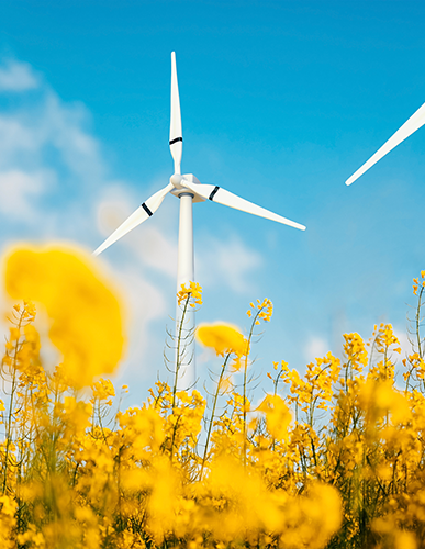 A wind turbine in the middle of yellow flowers.